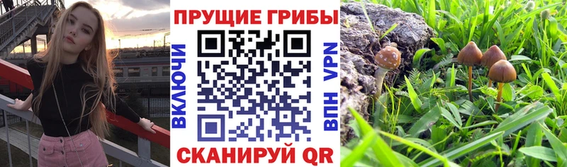 Купить закладки  Арск  Псилоцибиновые грибы Cubensis 